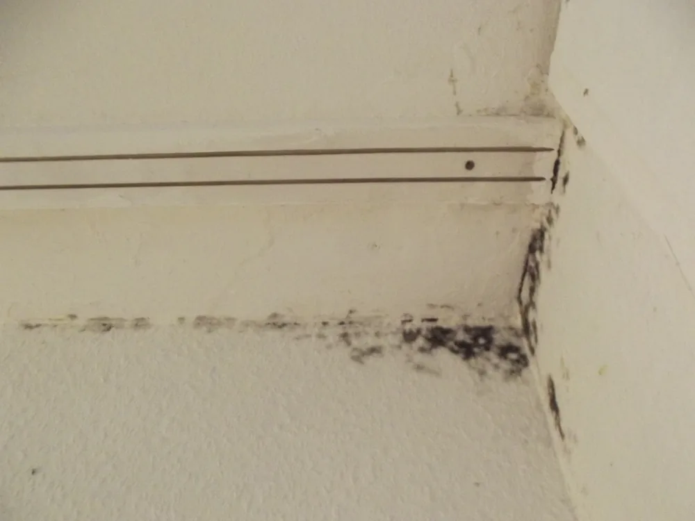 Technician in protective gear removing a mold-damaged wall in a Mentone home